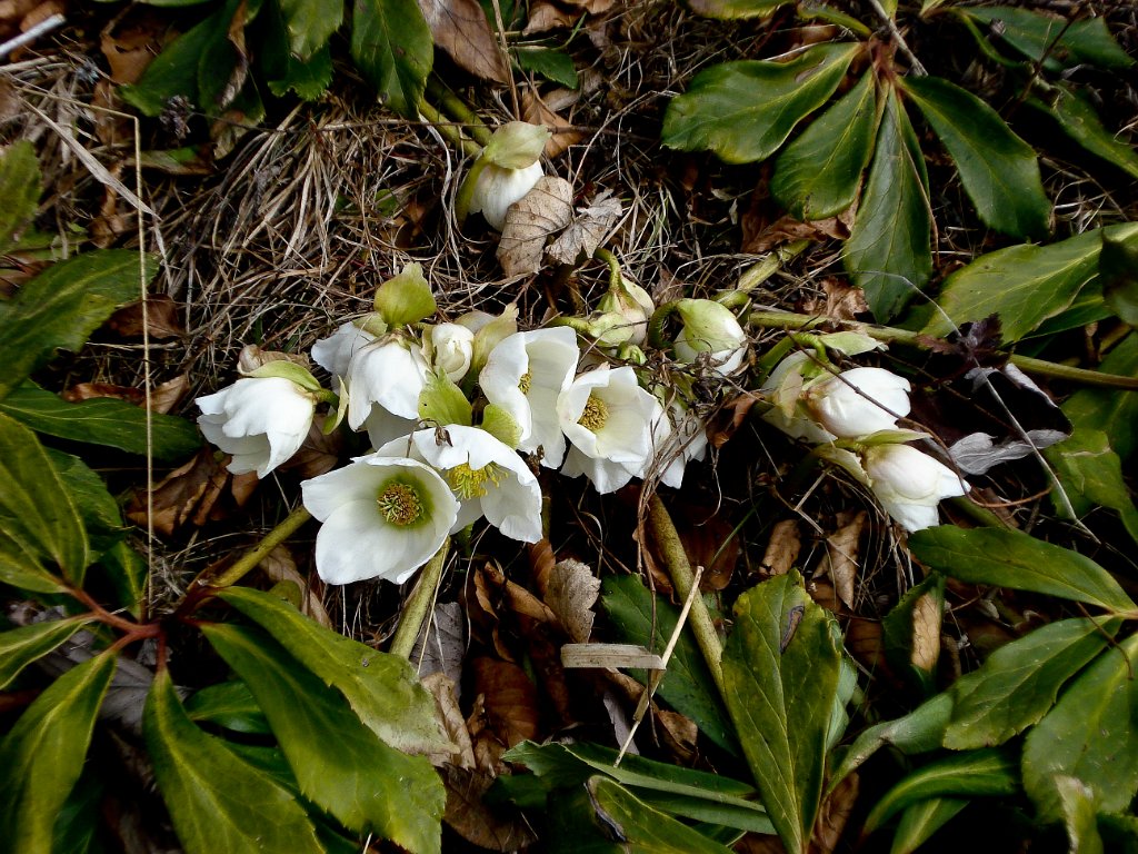 10 Der eigentliche Grund meiner Wanderung.JPG